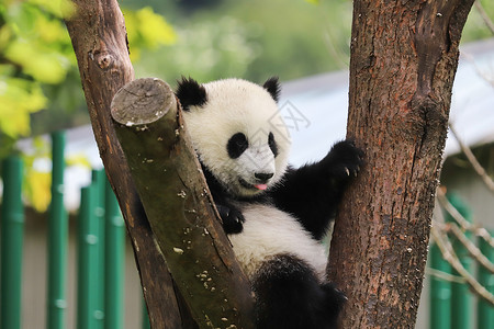 小熊猫玩耍背景图片