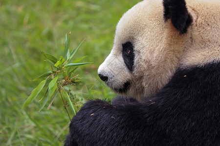 大熊猫吃竹子背景图片