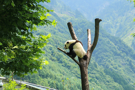 小熊猫玩耍背景图片