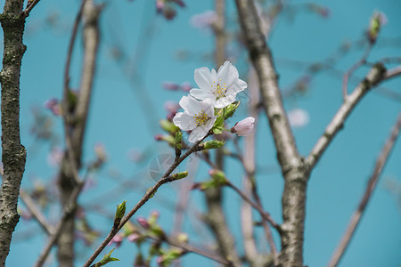 树枝上的梨花背景图片