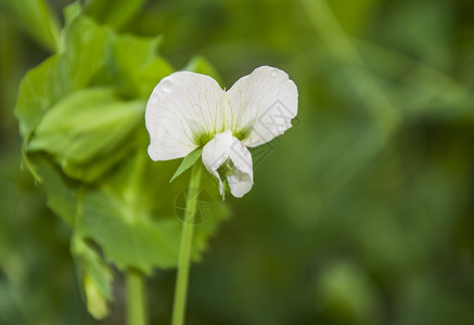 白色蝴蝶花豌豆发芽高清图片