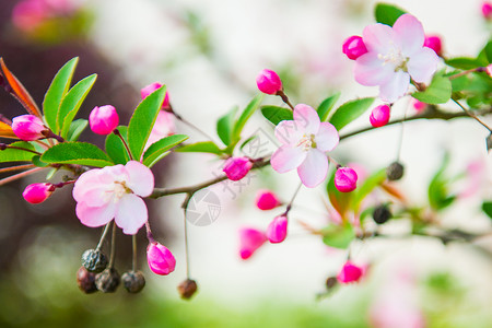 初春粉色海棠花图片