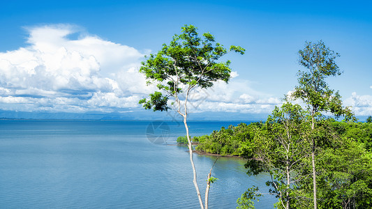 泰国椰林泰国热带椰风椰林海滨海域背景