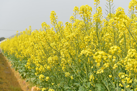 菜籽田郊区油菜花田背景