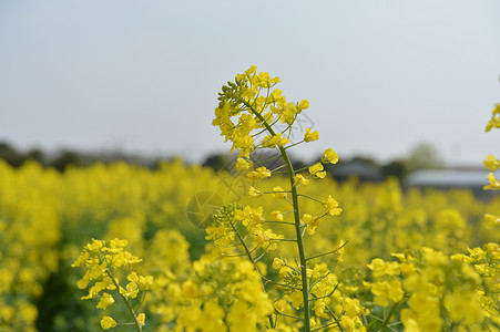 菜籽田郊区油菜花田背景