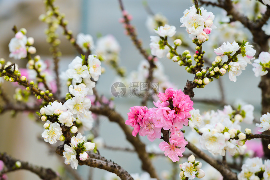 粉色桃花绽放图片