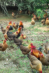 家禽老母鸡农村养殖高清图片