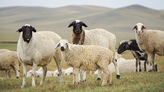 羔羊动物呼伦贝尔大草原的绵羊背景