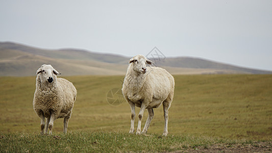 草原羔羊呼伦贝尔草原牧场养的绵羊成双成对背景