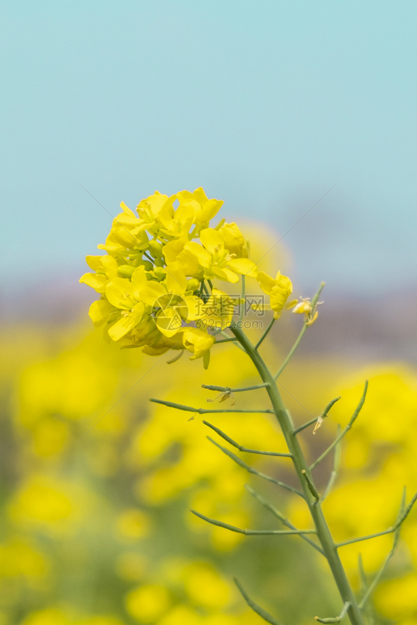 油菜花图片