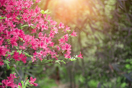 粉色杜鹃花开满枝头的杜鹃花背景