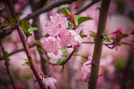 开满鲜花树春天开满枝头的樱花背景