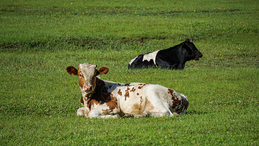 呼伦贝尔草原牧场养的牛高清图片
