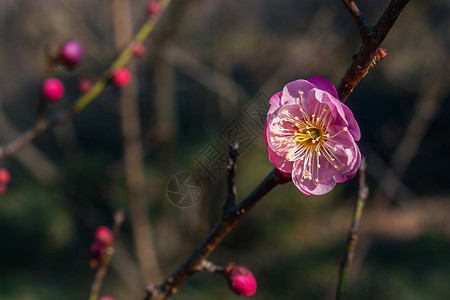 梅花图片