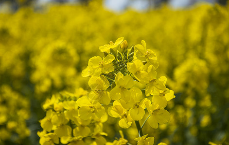金色描边花朵春天盛开的油菜花背景