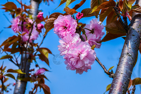 重瓣樱花樱花背景