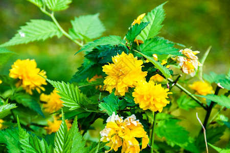 蕊瓣花重瓣棣棠花背景