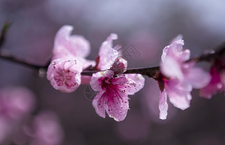 桃花雨春天盛开的桃花背景