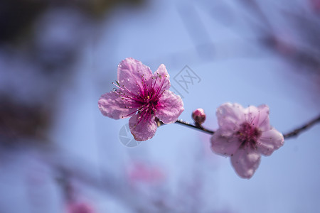    春天盛开的桃花图片