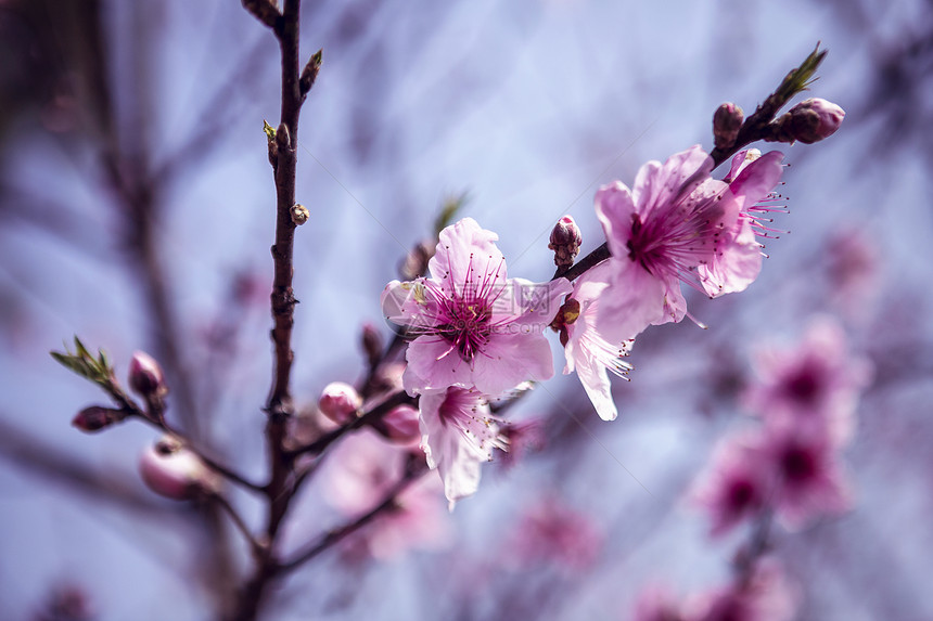    春天盛开的桃花图片