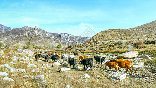 内蒙古山村秋季牛群图片