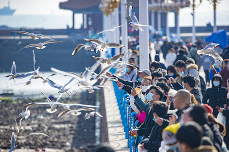 海鸥与人亲密接触图片