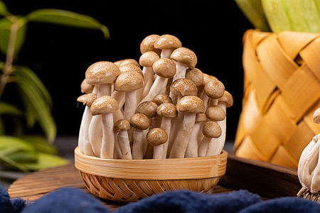 咖啡色小蘑菇新鲜的蟹味菇背景