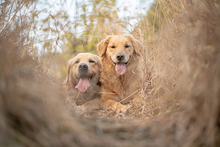 伴侣动物宠物狗狗金毛寻回猎犬户外摄影图片背景