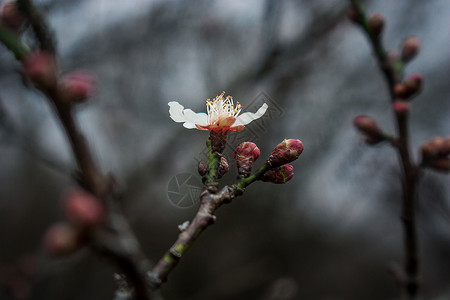 梅花树枝立春高清图片