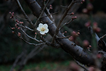 梅花图片