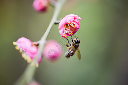 粉色梅花与蜜蜂高清图片