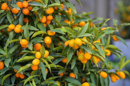 树上的鲜花金橘树上的果实背景