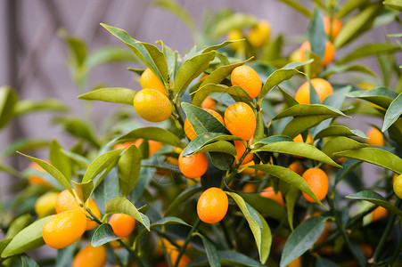 金橘树上的果实图片