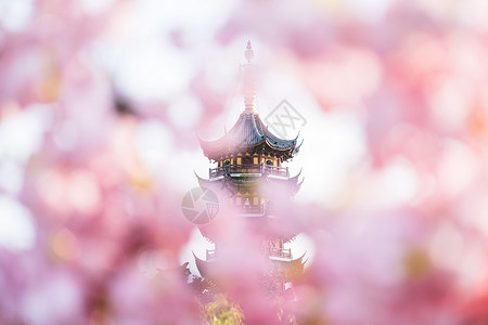 春天南京鸡鸣寺的桃花与寺庙图片