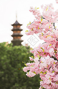 春天南京鸡鸣寺的桃花与寺庙背景图片