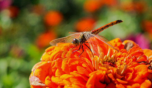 橙色花形蜻蜓鲜花特写背景