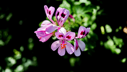 立春时节春天粉红鲜花盛开背景