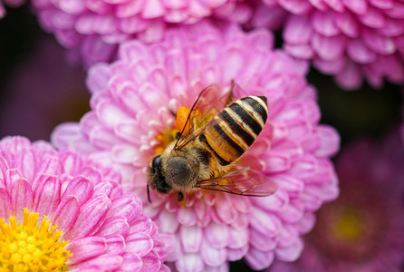 喜报来了春天来了蜜蜂采花特写背景