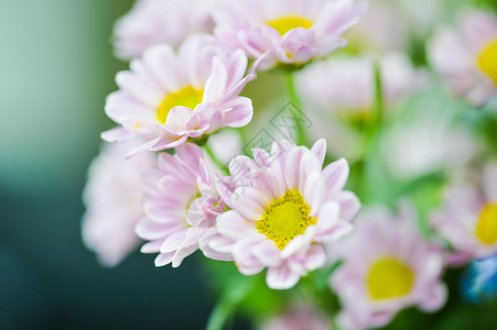 粉色小雏菊背景图片