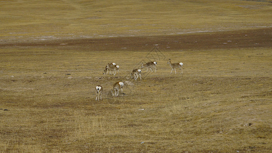 可可西里藏原羚图片