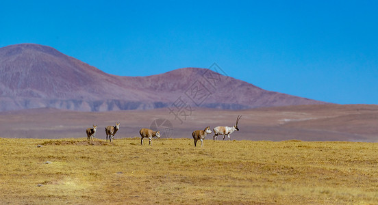 草原上藏羚羊可可西里藏羚羊背景