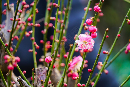 春节赏桃花桃花树上的桃花背景