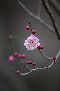 古风写意新年春节插画梅花背景