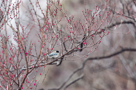 冬天的鸟梅花背景