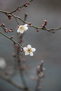 梅花立春暖白高清图片