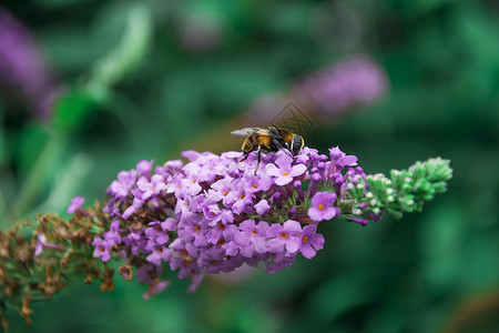 春天采花大叶醉鱼草上的蜜蜂背景