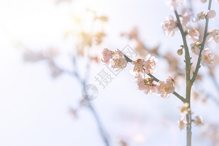 花蕊蓝色春天梅花背景