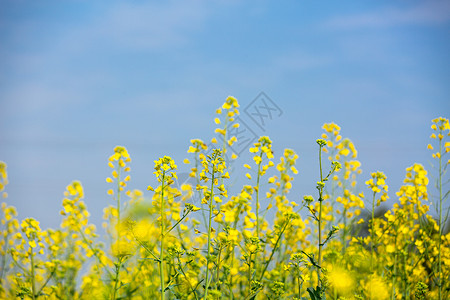 春季郊野春天油菜花开背景