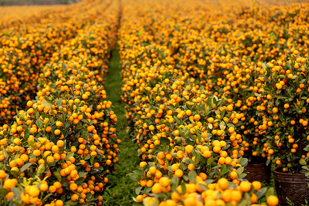 金橘树年货年桔桔子背景
