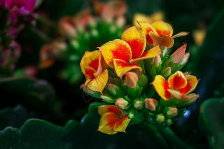 长寿花精致绿色植物高清图片